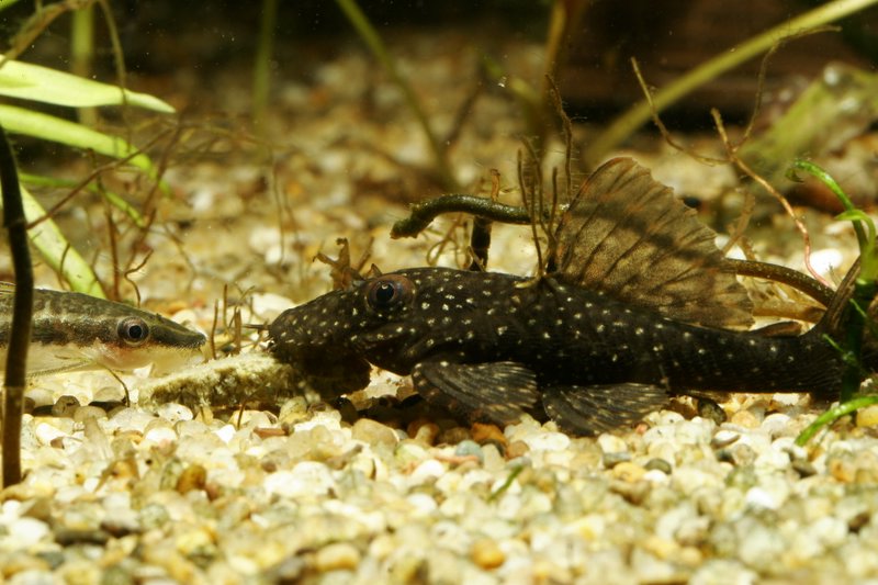 Ancistrus Sp