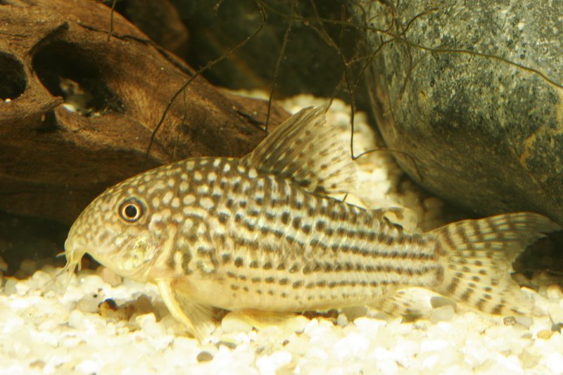 Corydoras sterbai