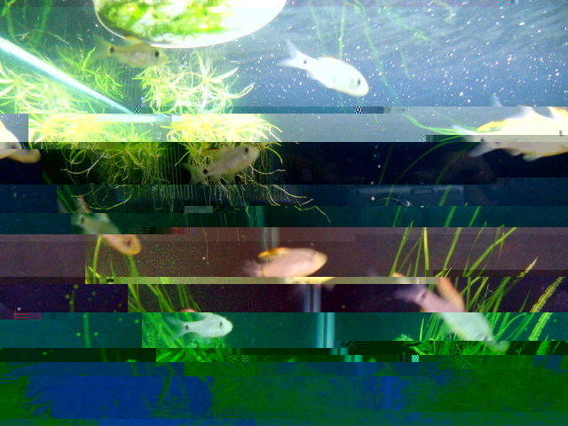 unknown fish