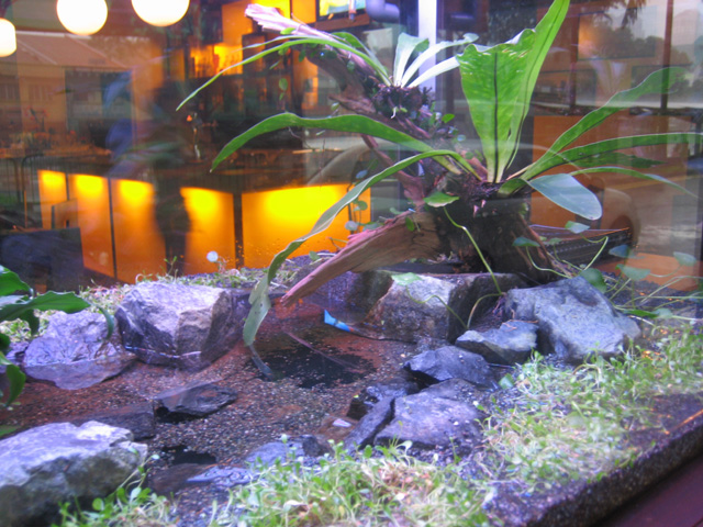 5 ft vivarium