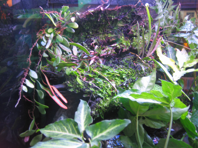 5 ft vivarium