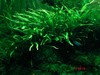 Narrow leaf java fern