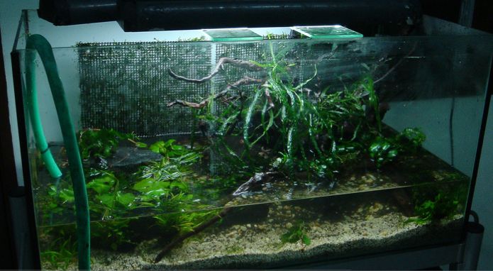 Apisto tank