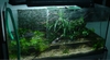 Apisto tank