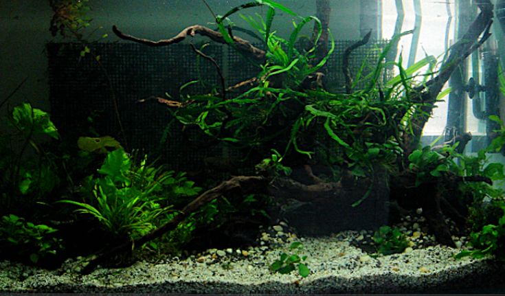 Apisto tank