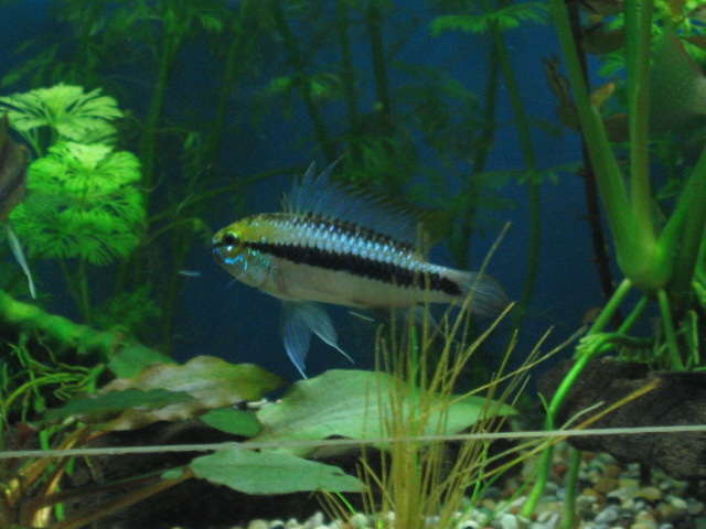 Apisto Trifasciata