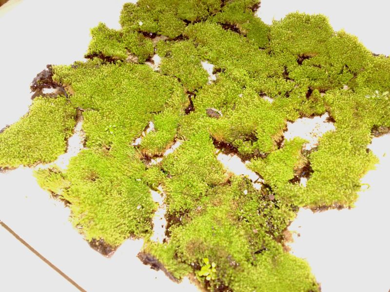 Moss Collect