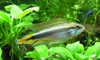 Apistogramma agassizii