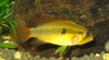 Apistogramma agassizii