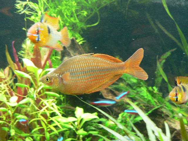 Rainbowfish