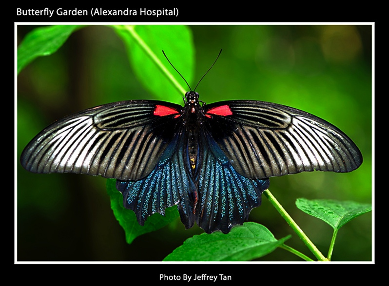 Jeffrey Tan's butterfly pic