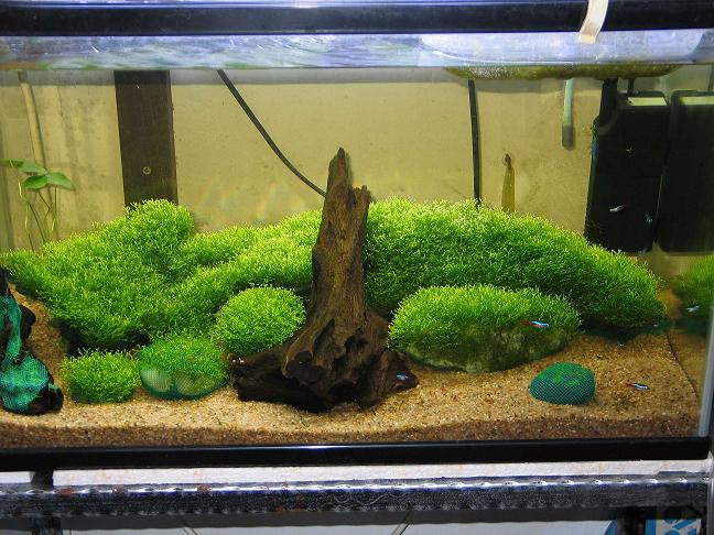 Riccia tank