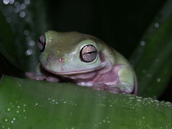 Mr. Spock- The White's Tree Frog