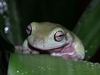 Mr. Spock- The White's Tree Frog