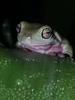 Mr. Spock- The White's Tree Frog