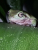 Mr. Spock- The White's Tree Frog