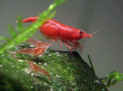 Cherry Shrimps