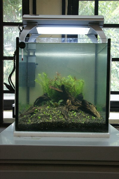 Office Tank Set-up March 2010 (1ft Cube)