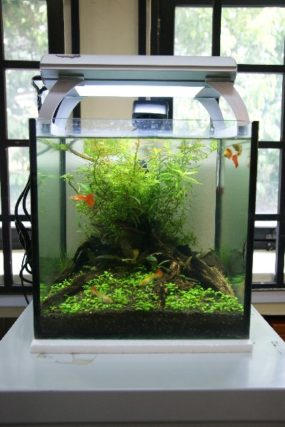 Office Tank