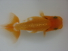 Young Ranchu