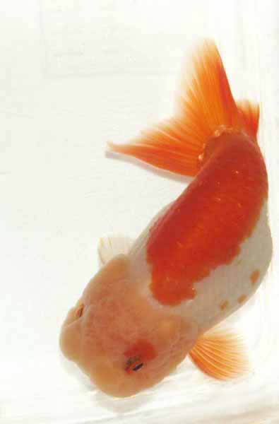 ranchu