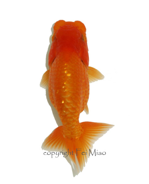 Ranchu 04-2010