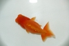 Young Ranchu