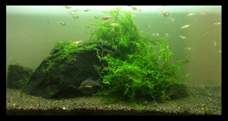 Neglected tank