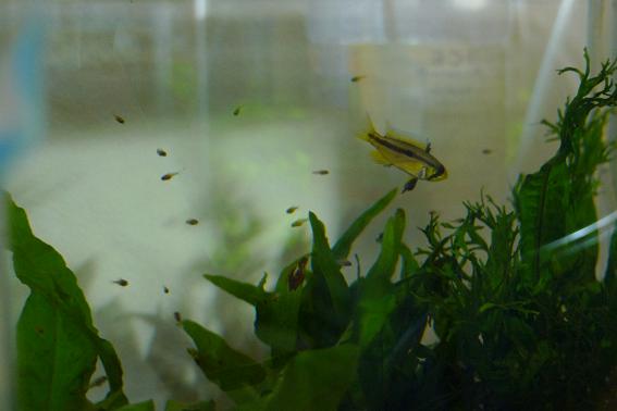 Apistogramma Bitaeniata Shishita