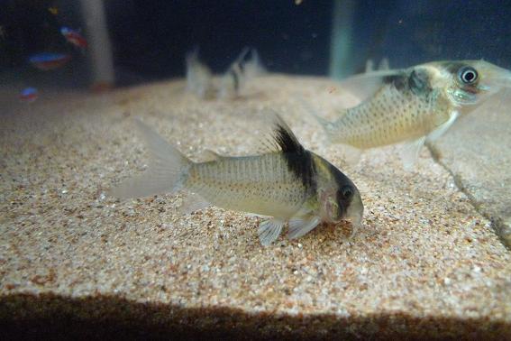 Corydoras Bicolor