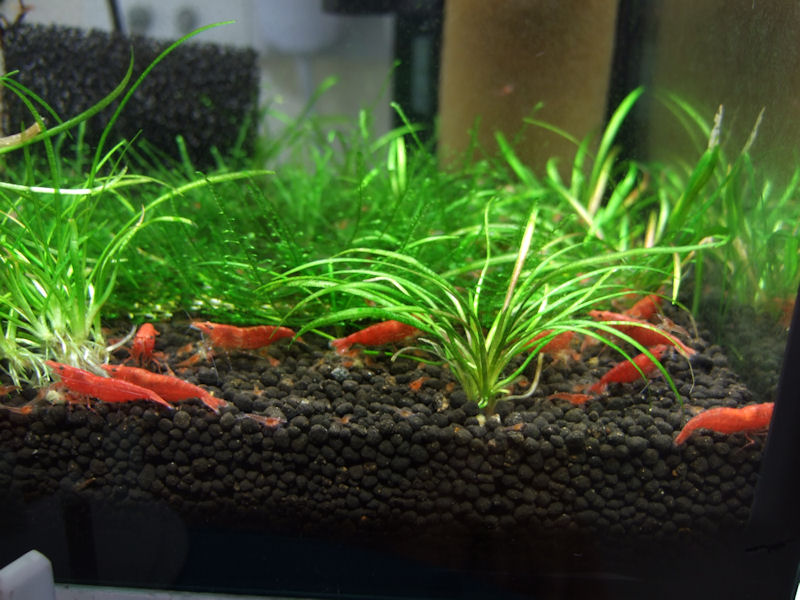 Nano Tank