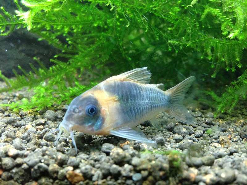 Corydoras Eques