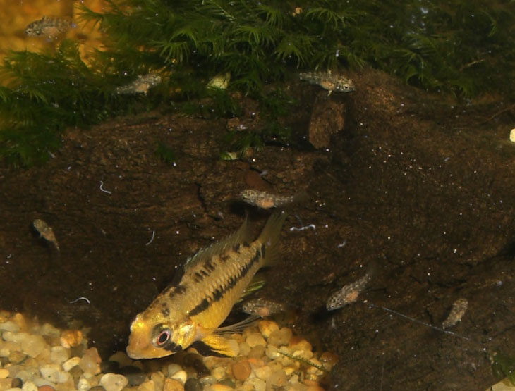 Apistogramma hongsloi female with fries