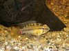 Apistogramma hongsloi male