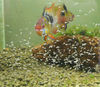 Mikrogeophagus ramirezi