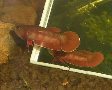 Betta rubra