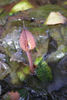 unknown Cryptocoryne