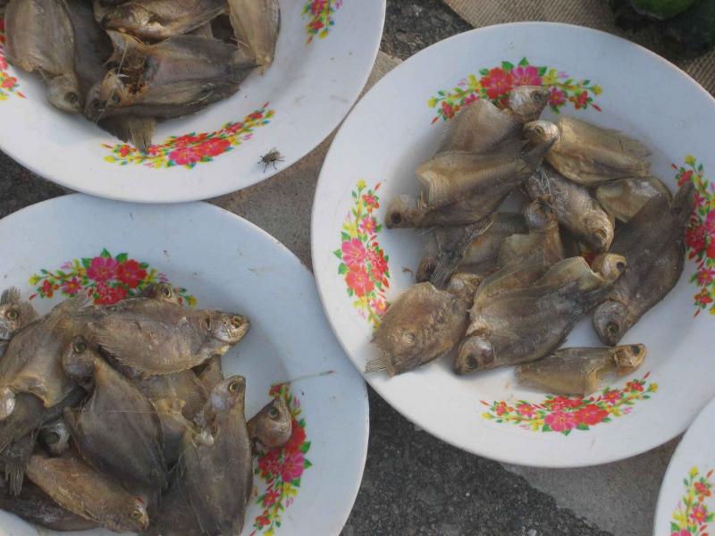 Gouramis-in-plates