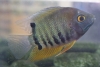 Heros severum