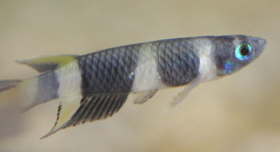 Pseudoepiplatys