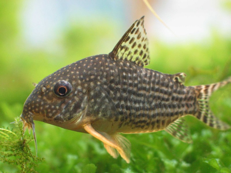 Corydoras sterbai