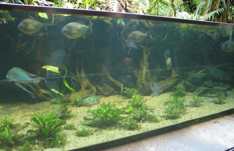 Amazon river tank