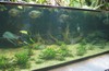 Amazon river tank