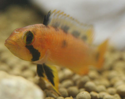 apisto