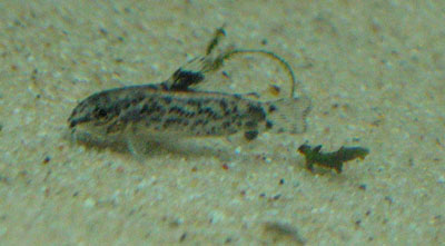 Aspidoras