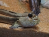 Mudskipper