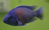 Blue Malawi cichlid - species unknown