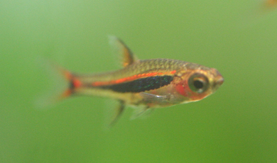 boraras urolphthalmoides