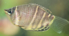 chocolate gourami