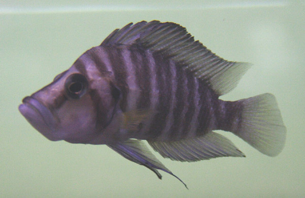 Lamprologus sp.